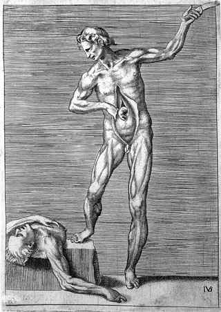A male écorché holding a knife in his left hand, exposing his bowel with his right hand, and resting his right foot on a slab on which a cadaver lies supine. Engraving by G. Bonasone, 155-.
