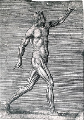 A male écorché figure, lateral view seen from the right, striding towards right, holding disc. Engraving by G. Bonasone, 155-.