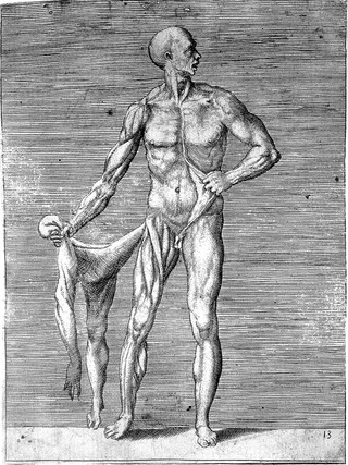 A male écorché figure, of whom only the right side of his body has been flayed. He holds the removed skin of his right side in his right hand and pulls back the skin of his left abdomen with his left hand. Engraving by G. Bonasone, 155-.
