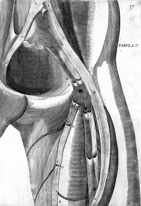 De formato foetu. [De brutorum loquela. De venarum ostiolis. De locutione et eius instrumentis liber / a J. Ursino editus].