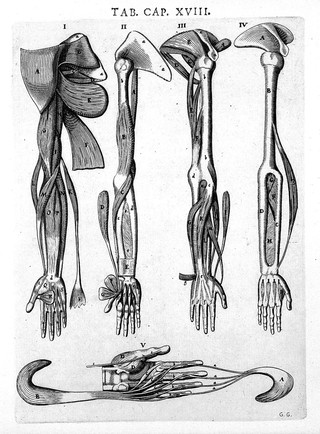Syntagma anatomicum. Locis plurimis actum, emendatum ... / [Johann Vesling].