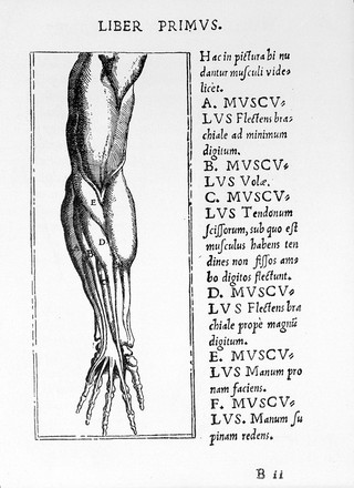 ... Musculorum humani corporis picturata dissectio (Ferrara 1541?) : Facsimile edition / annotated by Harvey Cushing & Edward C. Streeter.