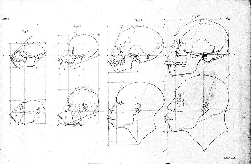 The works of the late Professor Camper, on the connexion between the science of anatomy and the arts of drawing, painting, statuary, etc. ... / Illustrated with seventeen plates.