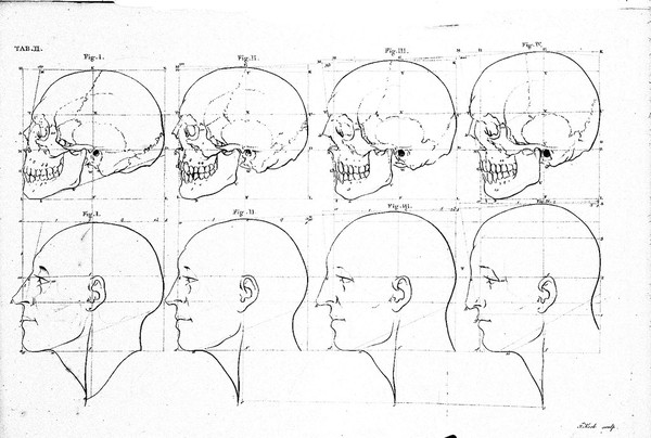 The works of the late Professor Camper, on the connexion between the science of anatomy and the arts of drawing, painting, statuary, etc. ... / Illustrated with seventeen plates.