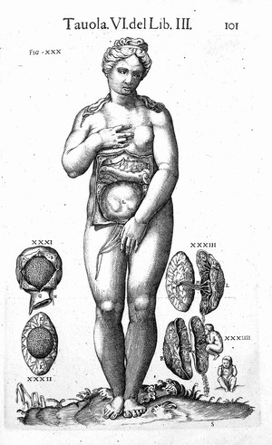 view Valverde de Hamusco "Anatomia del corpo...": uterus, foetus