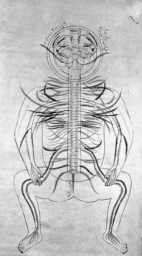 Human figure, venous and nervous system, Persian, 18th C