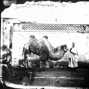 view A camel with its owner, Peking, Pechili province, China.