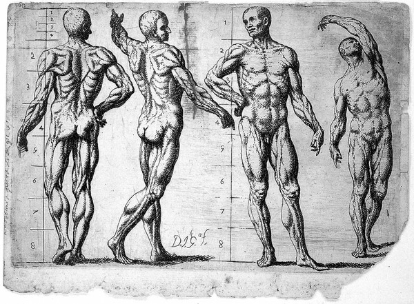 Four male écorchés or partially flayed figures; the first and the third have proportional markings. Etching by J. García Hidalgo, ca. 1691.