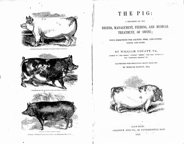 The pig: a treatise on the breeds, management, feeding, and medical treatment, of swine; with directions for salting pork, and curing bacon and hams / By William Youatt. Illustrated with engravings drawn from life by William Harvey, esq.