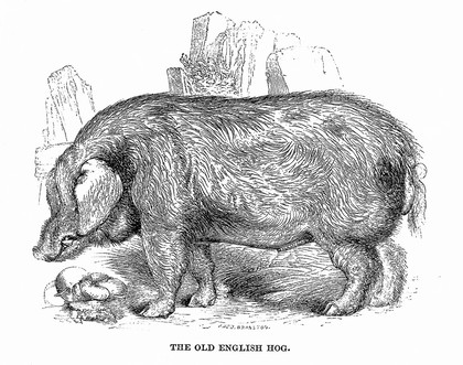 The pig: a treatise on the breeds, management, feeding, and medical treatment, of swine; with directions for salting pork, and curing bacon and hams / By William Youatt. Illustrated with engravings drawn from life by William Harvey, esq.