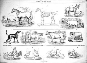 view "Animals of the farm, sheet VI" after G. Stell