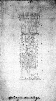 Connective tissue of the retina: microscopic view. Drawing by M.J.S. Schultze, ca. 1870.