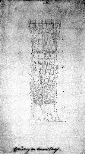 Connective tissue of the retina: microscopic view. Drawing by M.J.S. Schultze, ca. 1870.