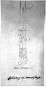 Nerve fibres in the retina: microscopic view. Drawing by M.J.S. Schultze, ca. 1870.