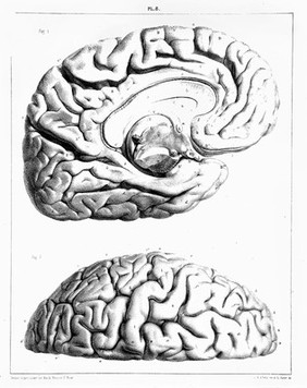 Traité complet de l'anatomie, de la physiologie, et de la pathologie du système nerveux cérébro-spinal ... 1re partie. Anatomie / [Achille Louis Foville].