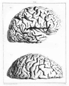 Traité complet de l'anatomie, de la physiologie, et de la pathologie du système nerveux cérébro-spinal ... 1re partie. Anatomie / [Achille Louis Foville].