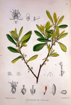 Medicinal plants : being descriptions with original figures of the principal plants employed in medicine and an account of the characters, properties and uses of their parts and products of medicinal value / by Robert Bentley and Henry Trimen ; the plates by David Blair.