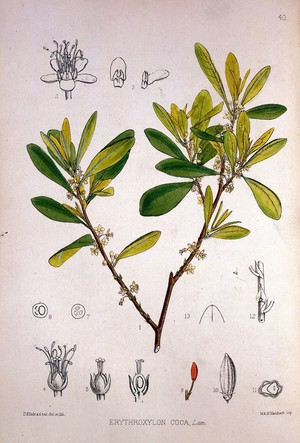 view R. Bentley & H. Trimen, Medicinal Plants