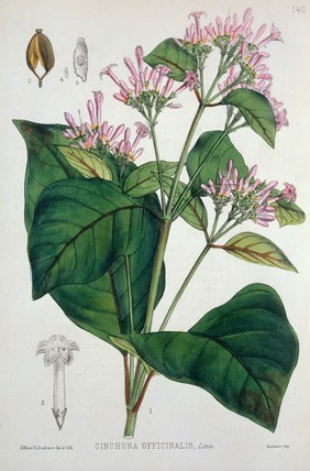 Quinine plant from medicinal plants by Robert Bentley, 1880.