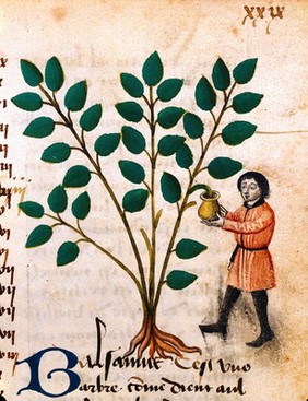 Man tapping balsam, late 15th century.