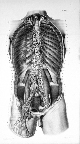 Atlas d'anatomie descriptive du corps humain / Par C. Bonamy, et Émile Beau.
