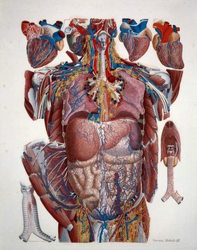 Anatomia universa XLIV tabulis aeneis juxta archetypum hominis adulti ... repraesentata / Dehinc ab excessu auctoris cura ac studio Eq. Andreae Vaccà Berlinghieri, Jacobi Barzellotti et Joannis Rosini ... absoluta atque edita.