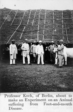 A group of men standing with a large white cow; one of the men is Robert Koch, about to experiment on the animal, during the epidemic of plague in Bombay. Photograph attributed to Captain C. Moss, 1897.