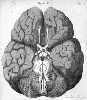 T. Willis "Cerebri Anatome", 1664: figure