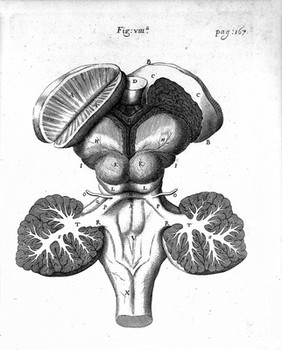 T. Willis "Cerebri Anatome", 1664: figure