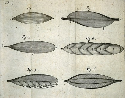 Tractatus de corde. Item de motu & colore sanguinis et chyli in eum transitu ... / [Richard Lower].