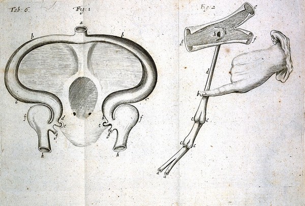 Tractatus de corde. Item de motu & colore sanguinis et chyli in eum transitu ... / [Richard Lower].