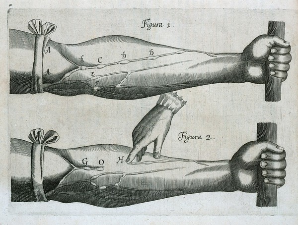 Exercitatio anatomica de motu cordis et sanguinis in animalibus / Guilielmi Harvei.