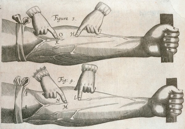 Exercitatio anatomica de motu cordis et sanguinis in animalibus / Guilielmi Harvei.