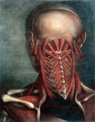 Muscles of the head, neck and shoulders. Colour mezzotint by J.F. Gautier d'Agoty after himself, 1745-1746.