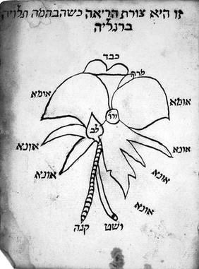 Hebrew Manuscript A7 15 recto