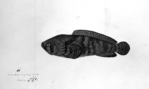 Fish. Watercolour by Bhawani Das, ca. 1783.