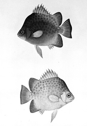 Two fish. Watercolour, 1783.