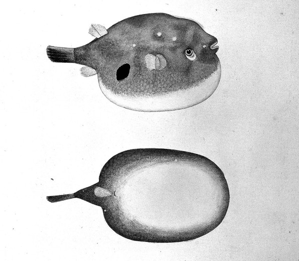 Fish (Puffer Fish?): lateral and ventral views. Watercolour by Bhawani Das.