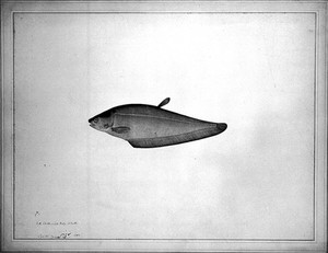 view Fish 'Pahali', no. 17