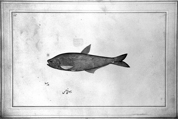 Fish. Watercolour by Bhawani Das, 1777/1783.