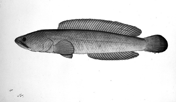 Fish. Watercolour by Bhawani Das, 1777/1783.