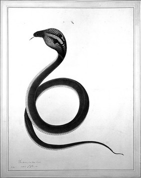 Indian cobra, with 'spectacle' marking on hood. Watercolour, 1782.