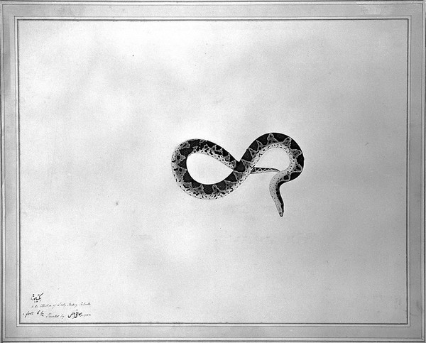 Snake, with dark brown diamond-shaped markings on its back