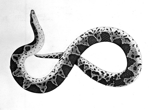 Snake, with dark brown diamond-shaped markings on its back and a beige underbelly. Watercolour, 1782.