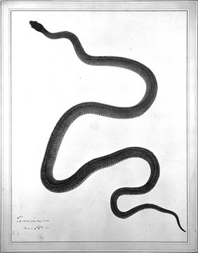 Snake, grey-green in colour. Watercolour by Bhawani Das, 1782.