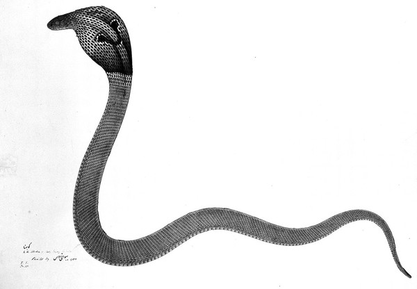 Indian cobra, with 'spectacle' marking on hood. Watercolour by Bhawani Das, 1782.