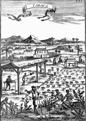 A tobacco plantation in the Caribbean islands, with black workers and a white overseer. Engraving, 1683.