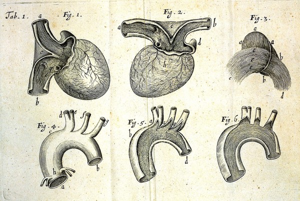 Tractatus de corde. Item de motu & colore sanguinis et chyli in eum transitu ... / [Richard Lower].