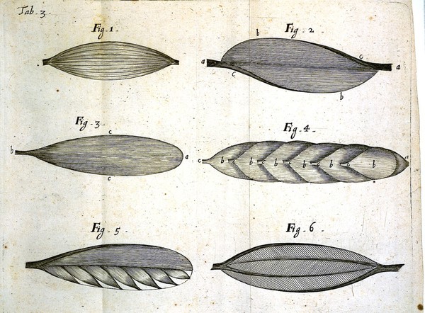 Tractatus de corde. Item de motu & colore sanguinis et chyli in eum transitu ... / [Richard Lower].