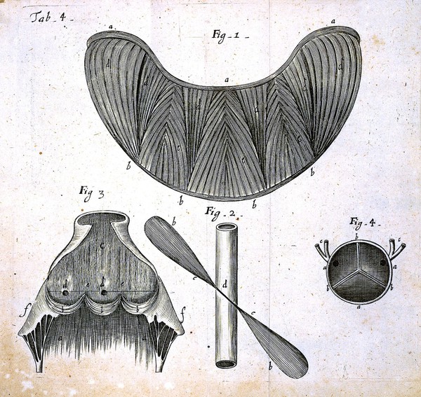 Tractatus de corde. Item de motu & colore sanguinis et chyli in eum transitu ... / [Richard Lower].